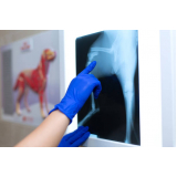 Atendimento Veterinário 24h