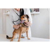 Internação Veterinária