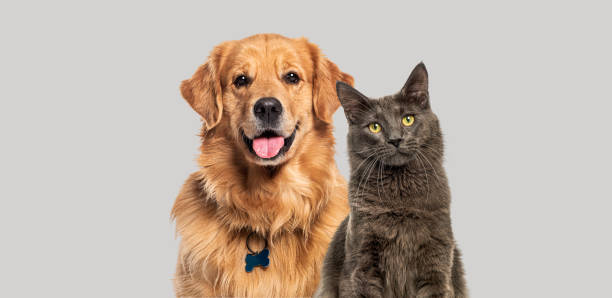 Cuidando do seu pet com amor e excelência